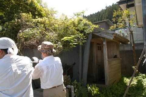 雑草に覆われた古い便所